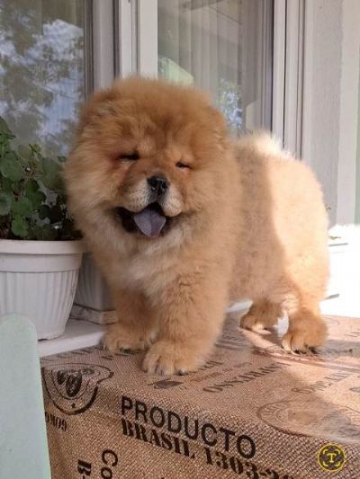 oglasi, Chow Chow (au au) tenci